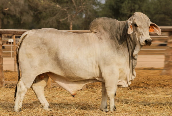 Lote LOTE 17