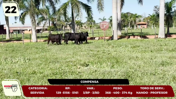Lote LOTE 22- EN VIVO