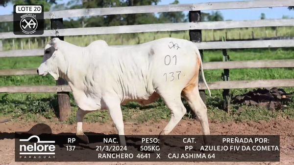 Lote LOTE 20