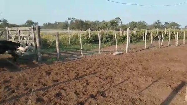Lote 70 Novillitos y vaquillonas Braford y sus cruzas en Villa Minetti, Santa Fe