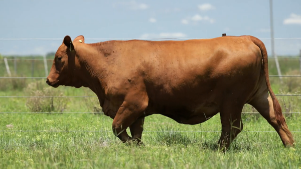 Lote Vaquilla Preñada TE