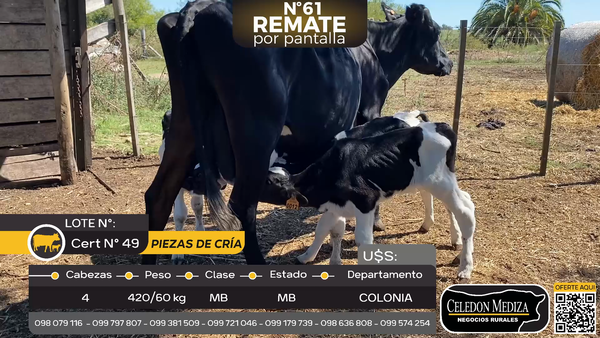 Lote 4 Piezas de cría en Piedra Chata, a 15 km de Cardona,Colonia