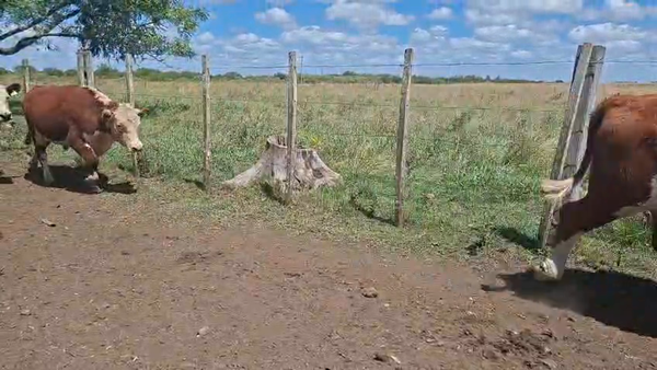 Lote NOVILLOS