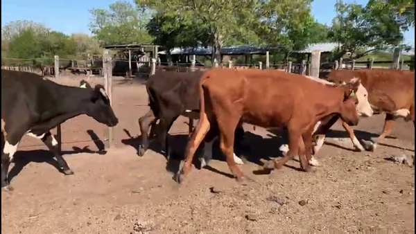 Lote VACAS INVERNADA