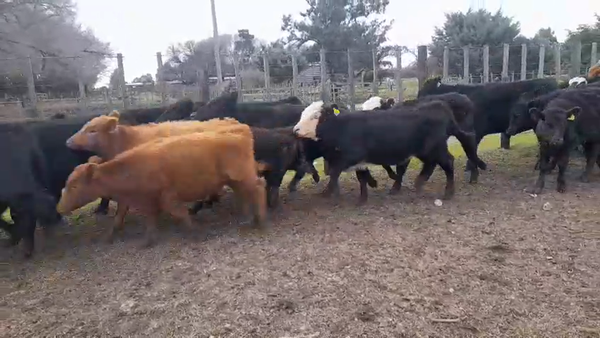 Lote 32 Terneros/as en Buenos Aires, Benito Juárez