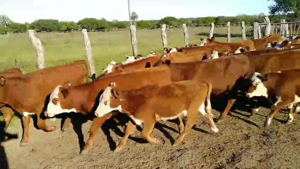Lote 46 Terneras