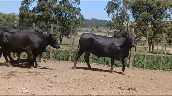 Lote (Vendido)12 Piezas de cría ANGUS en MAL ABRIGO