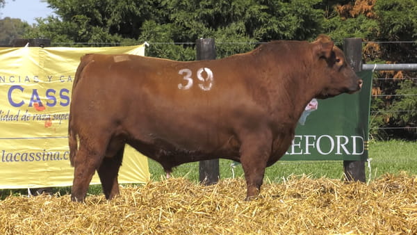 Lote TOROS ANGUS PURO CONTROLADO