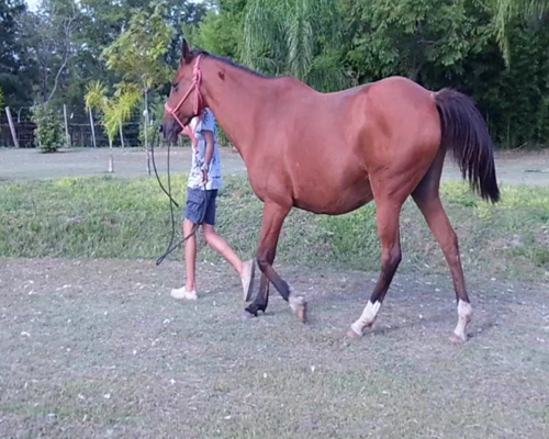 Lote HEROÍNA FS DE LA PERSEVERANCIA