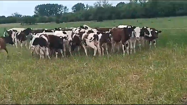 Lote 32 Terneros Holando 140kg -  en Chamizo