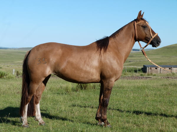 Lote Dalia del Cerro Grande