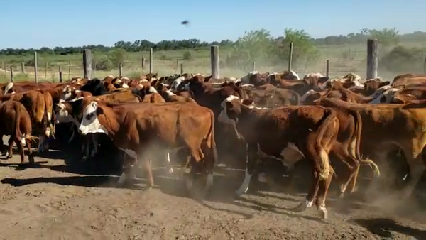 Lote 70 Terneros Braford en Villa Minetti, Santa Fe