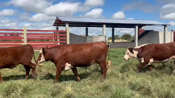 Lote 27 Novillos en Corrientes, Curuzú-Cuatiá