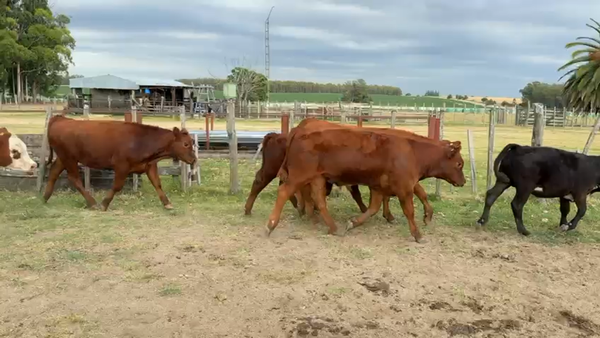 Lote TERNEROS