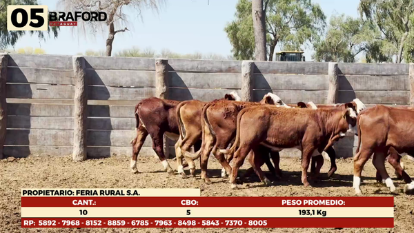 Lote LOTE 5 HEMBRAS TIPO BRAFORD