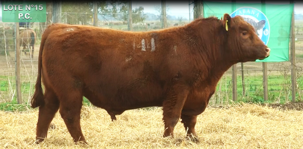 Lote TOROS PUROS CONTROLADOS
