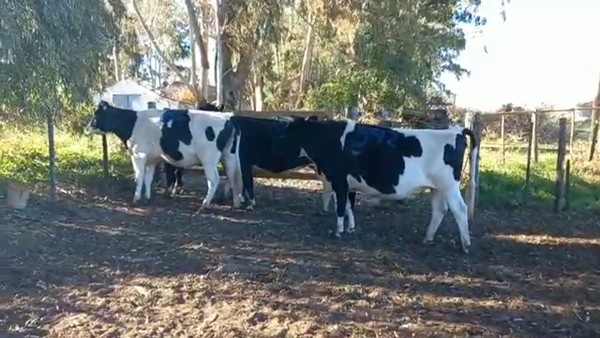 Lote Vaquillonas Preñadas - Pangare