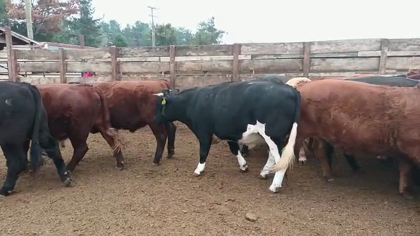 Lote 40 Novillo Gordo en Los Ángeles, VIII Región Biobío