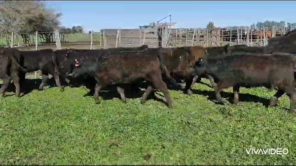 Lote 109 Terneras en Brandsen, Buenos Aires