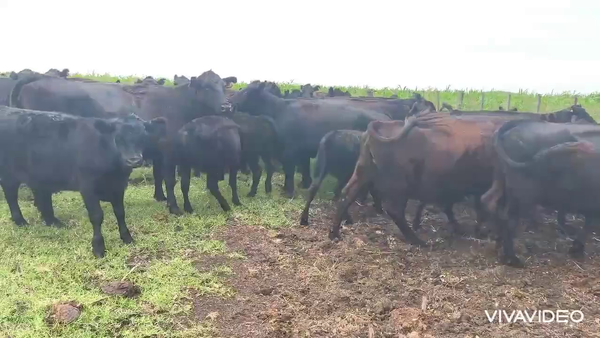 Lote 30 Vacas CUT con cría