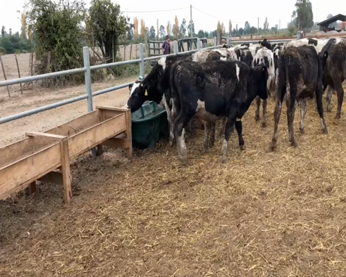 Lote 53 Novillo Engorda en XVI Región Ñuble, Chillán