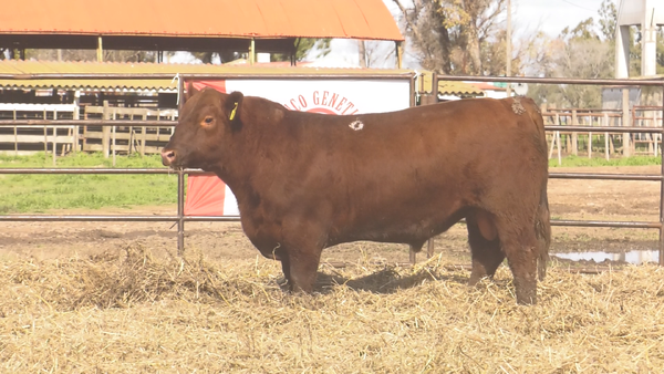 Lote TOROS ANGUS  PP