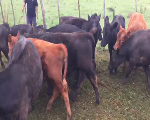 Lote 26 Terneros/as en Bragado, Buenos Aires