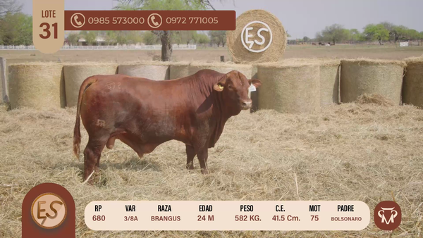 Lote TOROS BRANGUS 24 MESES