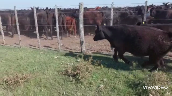 Lote 35 Terneros en Pila, Buenos Aires