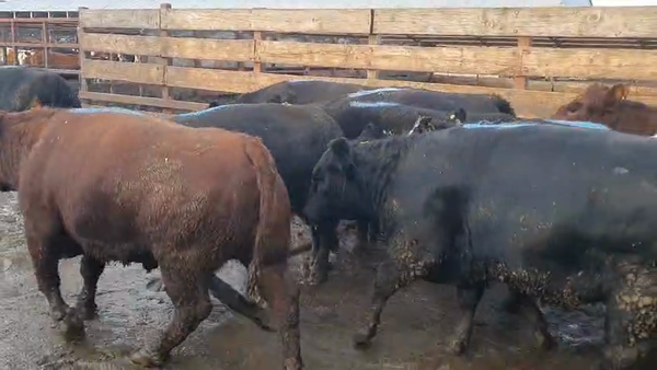 Lote 20 Vaquilla Gorda en Los Ángeles, VIII Región Biobío