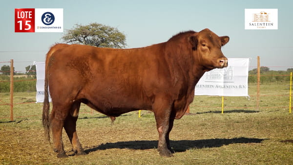 Lote LOTE 15 - TOROS ANGUS COLORADO PC NO. 9