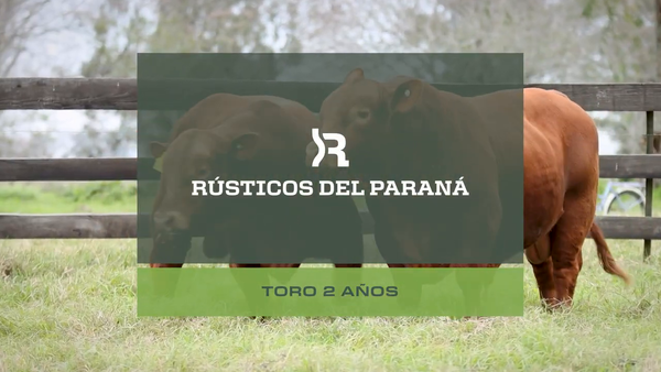 Lote Toros