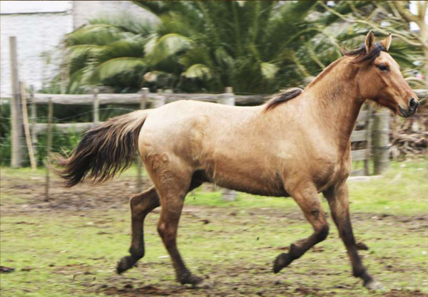 Lote Santa Gloria Chiribi