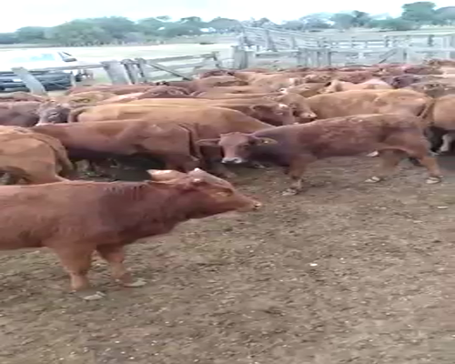 Lote 66 Terneras en Pirané, Formosa