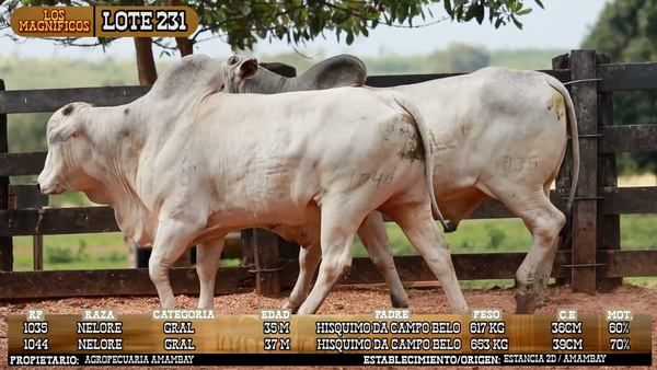 Lote LOTE 231 - VIVO
