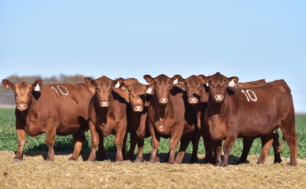 Lote VAQUILLONA ANGUS PC PRIMAVERA