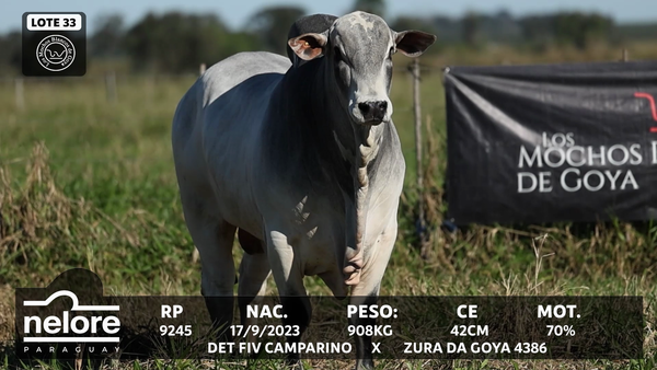 Lote LOTE 33
