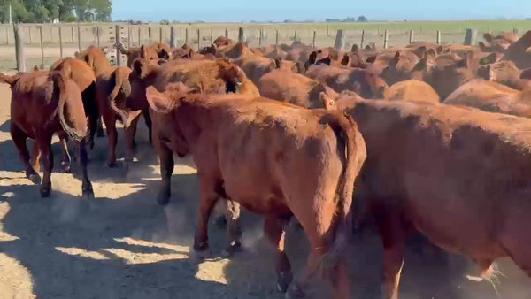 Lote 130 Novillitos