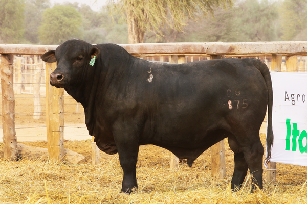 Lote LOTE 62