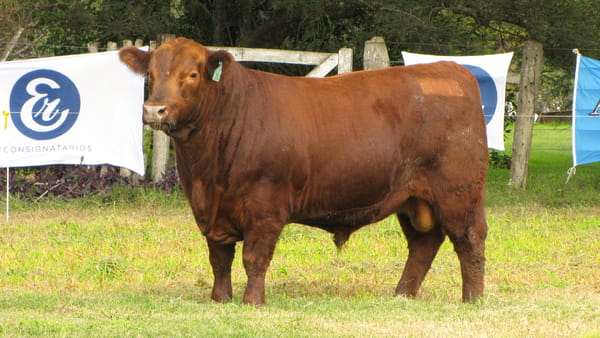 Lote CABAÑA COEMBOTÁ: RP 213