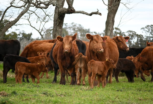 Lote Vientres Paridos MaS - Generales Colorados