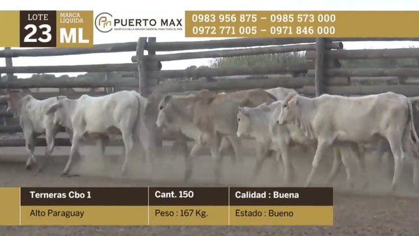 Lote Terneras hasta 170 kg