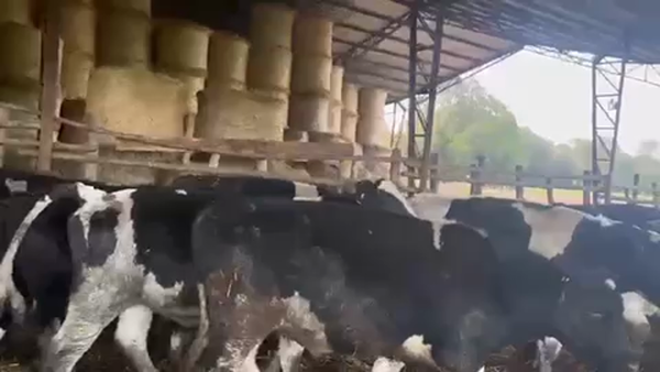 Lote 40 Novillo Gordo en Llanquihue, X Región Los Lagos