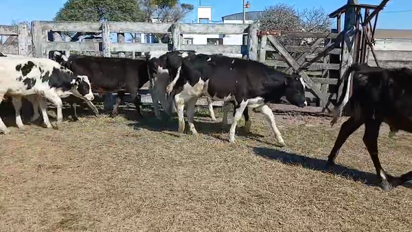 Lote 32 Terneros Holando Argentino y Jersey en Sunchales, Santa Fe