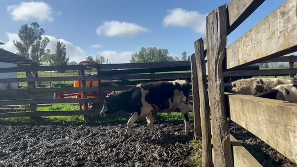 Lote 42 Ternero en Pitrufquén, IX Región Araucanía