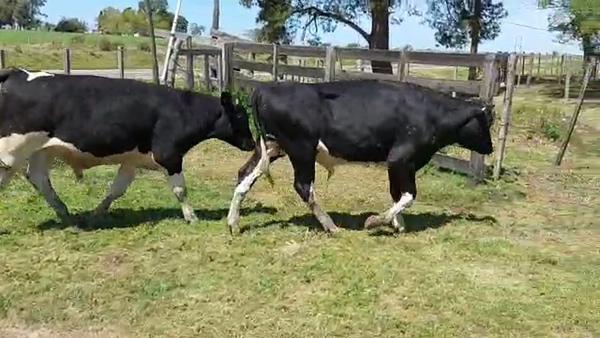 Lote 2 Toros HOLANDO 400kg - , San José