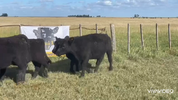 Lote 70 Terneros en Gral. Guido, Buenos Aires