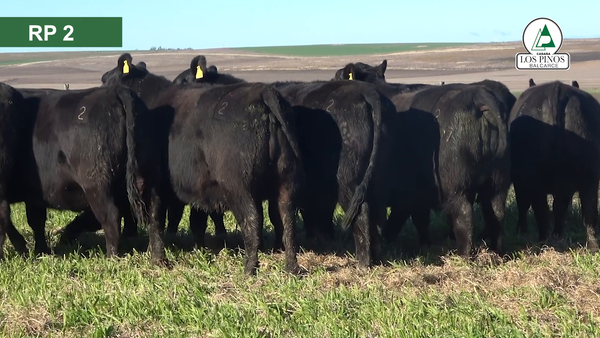 Lote 10 Vaquillonas preñadas ANGUS en Balcarce