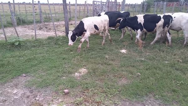 Lote 22 Novillitos Holando Argentino en Brinkmann, Córdoba