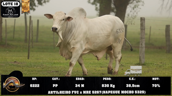 Lote LOTE 18